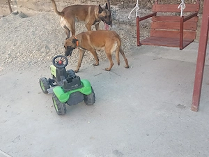 Ciobanesc belgian Malinois  - imagine 2