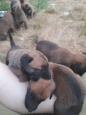 ciobanesc belgian Malinois rasa pura