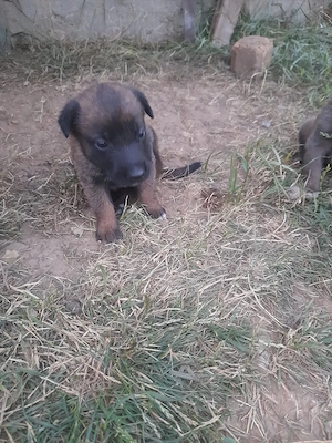ciobanesc belgian Malinois rasa pura - imagine 4
