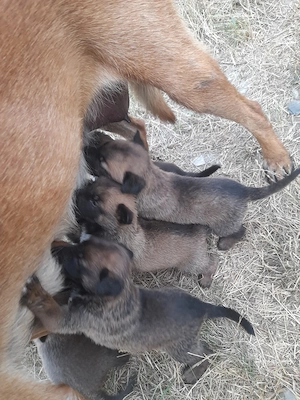 ciobanesc belgian Malinois rasa pura - imagine 3