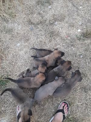 ciobanesc belgian Malinois rasa pura - imagine 5