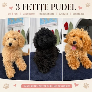 Caniche Pudel Roșu Roșcat Poodle