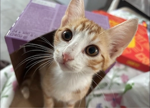 Adoptie pisici - imagine 2
