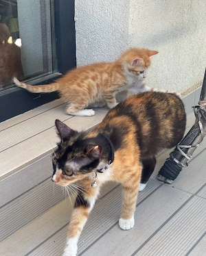 Adoptie pisici - imagine 3