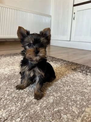 yorksire terrier