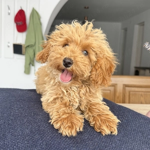 Pudel Poodle Caniche Red Roscat Apricot  - imagine 3