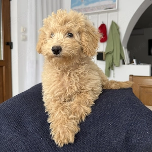 Caniche Pudel Poodle Crem Apricot  - imagine 3