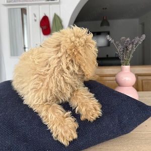 Caniche Pudel Poodle Crem Apricot  - imagine 2