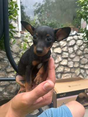 pinscher pitic toy de vanzare caine de apartament - imagine 2