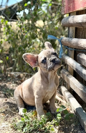 Bulldog francez merle crem - ochii albaștrii - imagine 5