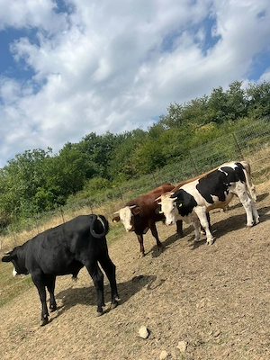 Tauri de vanzare în județul Sibiu.   - imagine 2