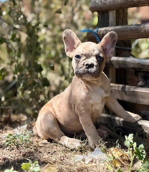 Bulldog francez merle crem - ochii albaștrii - imagine 2