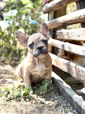 Bulldog francez merle crem - ochii albaștrii - imagine 3