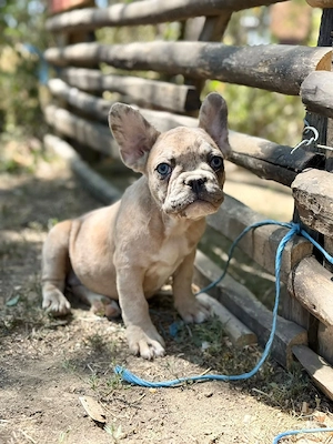 Bulldog francez crem merle - ochii albaștrii