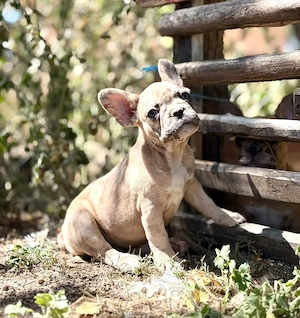 Bulldog francez merle crem - ochii albaștrii - imagine 2