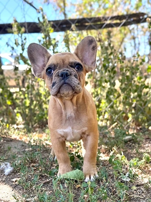 Bulldog francez crem merle  - imagine 4