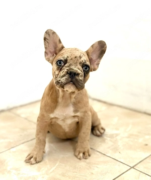 Bulldog francez crem merle  - imagine 3