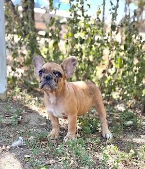 Bulldog francez crem merle  - imagine 5