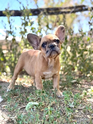 Bulldog francez crem merle  - imagine 2