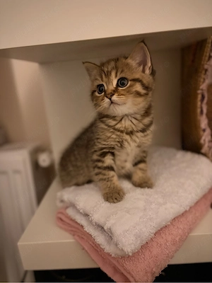 British Shorthair Golden Tabby