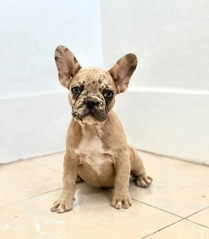 Bulldog francez crem merle 