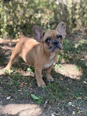 Bulldog francez crem merle  - imagine 3