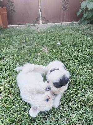 Bichon maltez, pentru cei interesați nu ezitați a suna 