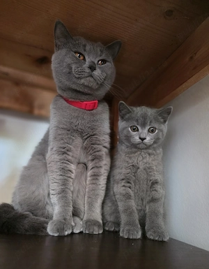 Motănel British Shorthair Blue - imagine 2