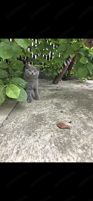 Motănel British Shorthair Blue