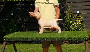 Laborator Retriever 