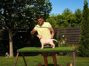 Laborator Retriever  - imagine 3