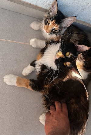 Maine Coon, 4 luni, fetiță 