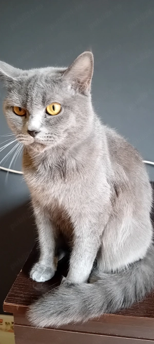 Donez motănel british shorthair - imagine 3