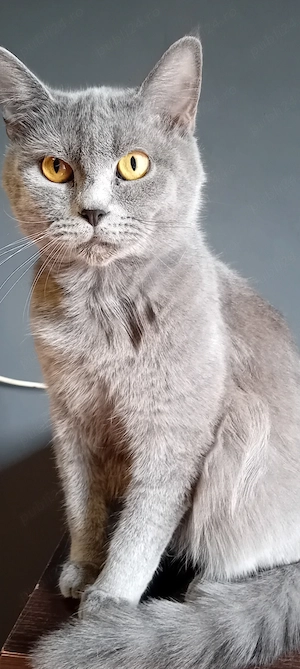 Donez motănel british shorthair - imagine 2