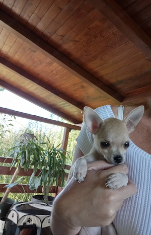 Chihuahua fetiță  - imagine 2