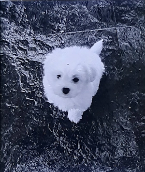 Bichon maltez mini toy