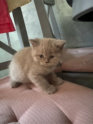 Pui pisica british shorthair lilac - imagine 2