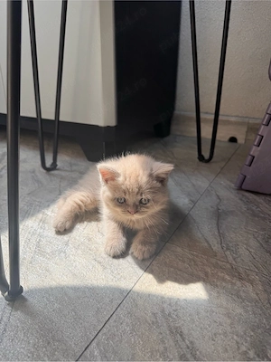 Pui pisica british shorthair lilac - imagine 3