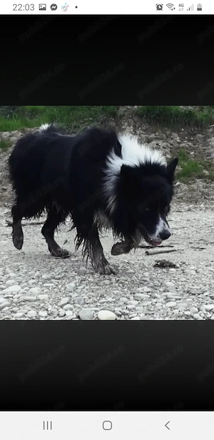 Border collie rasă pură, linie de lucrcu animale  - imagine 3