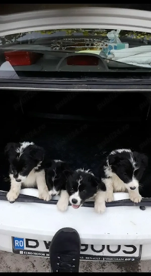 Border collie rasă pură, linie de lucrcu animale 