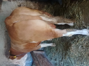 Vând taur 450-480 kg de 1 an și jumătate  - imagine 3