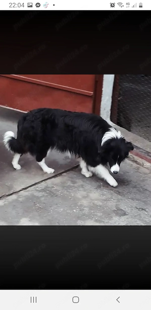 Border collie rasă pură, linie de lucrcu animale  - imagine 2