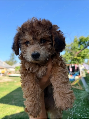 bichon havanez 