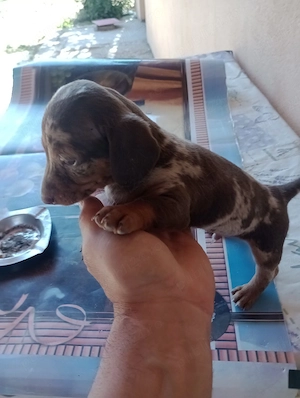 coobanesc si teckle cauta stapan