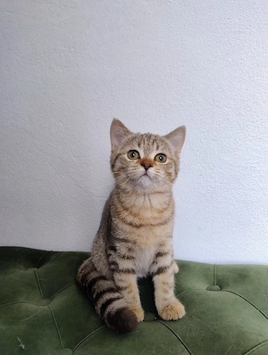 British shorthair tabby  - imagine 4