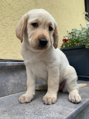 Pui Labrador 9 săptămâni - imagine 2