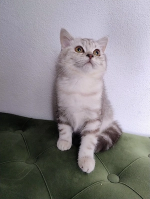 British shorthair tabby 