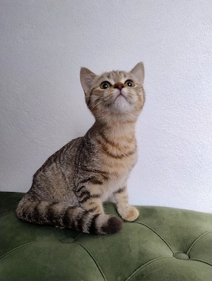 British shorthair tabby  - imagine 5