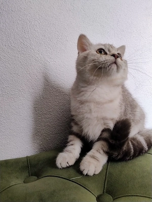 British shorthair tabby  - imagine 3