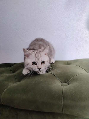 British shorthair tabby  - imagine 2